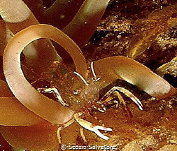 periclimenes by Scozio Salvatore 